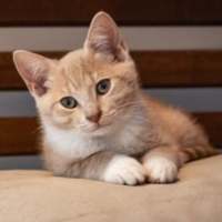 Photo of Rosemary Aka Rosie