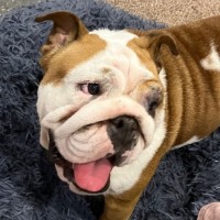 Photo of Sweet Pea