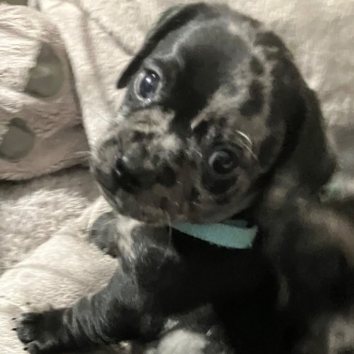 Zephyr - Pug x Dachshund (Miniature) Dog