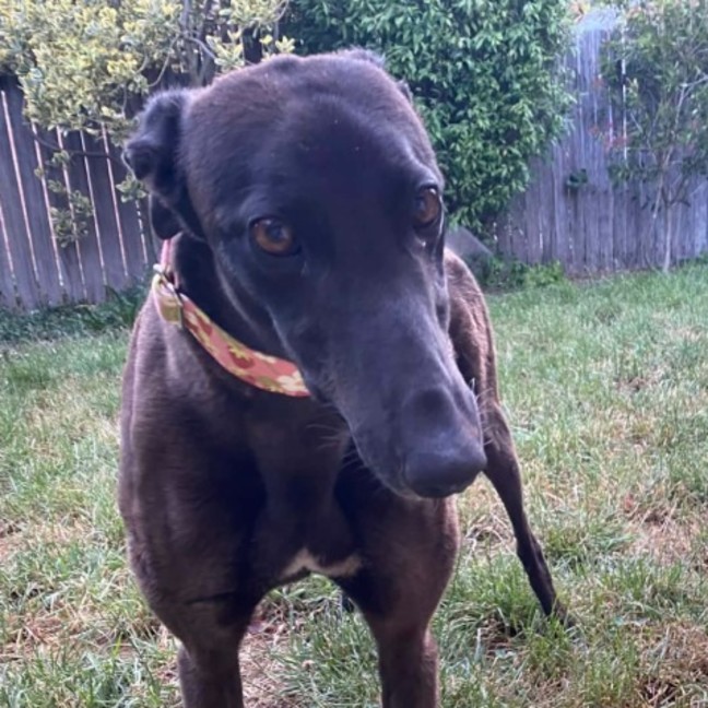 Photo of Jojo, The Greyhound 