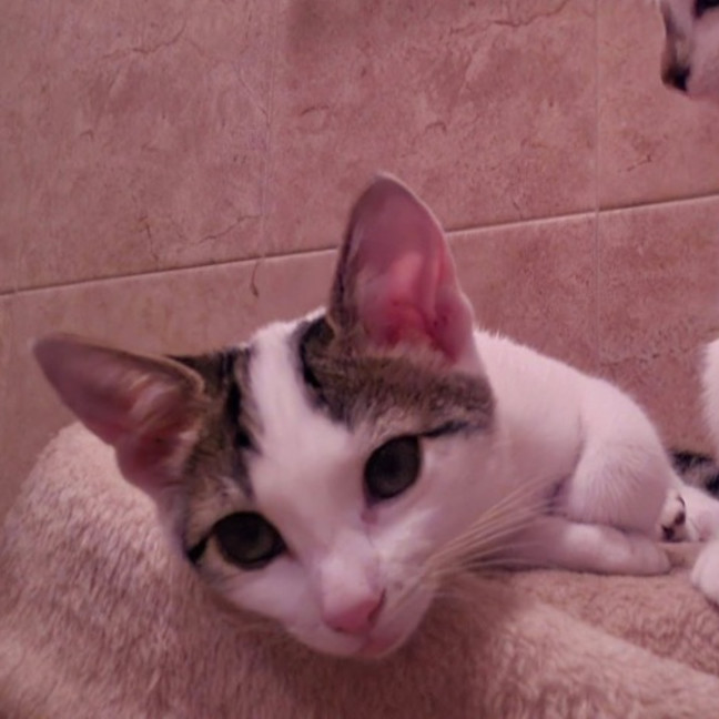 Photo of Willow