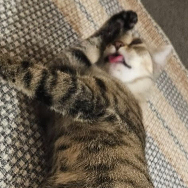 Photo of Mako