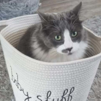 Photo of Shadow
