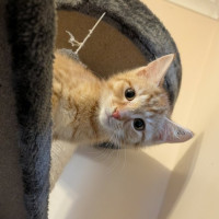 Photo of Squeak