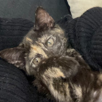 Photo of Daenerys