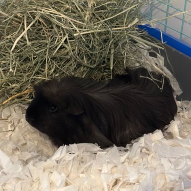 Photo of Louis (Desexed) 