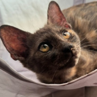 Photo of Latte