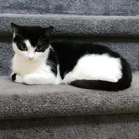 Photo of Batty**2nd Chance Cat Rescue**