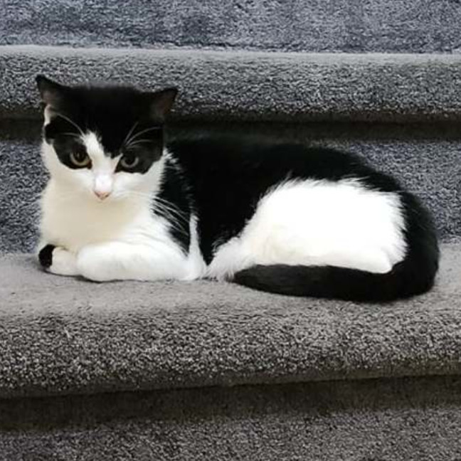 Photo of Batty**2nd Chance Cat Rescue**