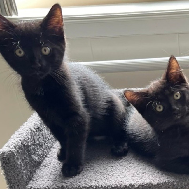 Photo of 🐈 Percy 🐈