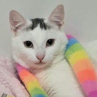 Photo of Snow White