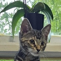 Photo of Wattle ^^Dandy Cat Rescue^^