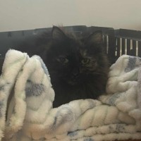 Photo of Mariska And Antoni ❣️❣️