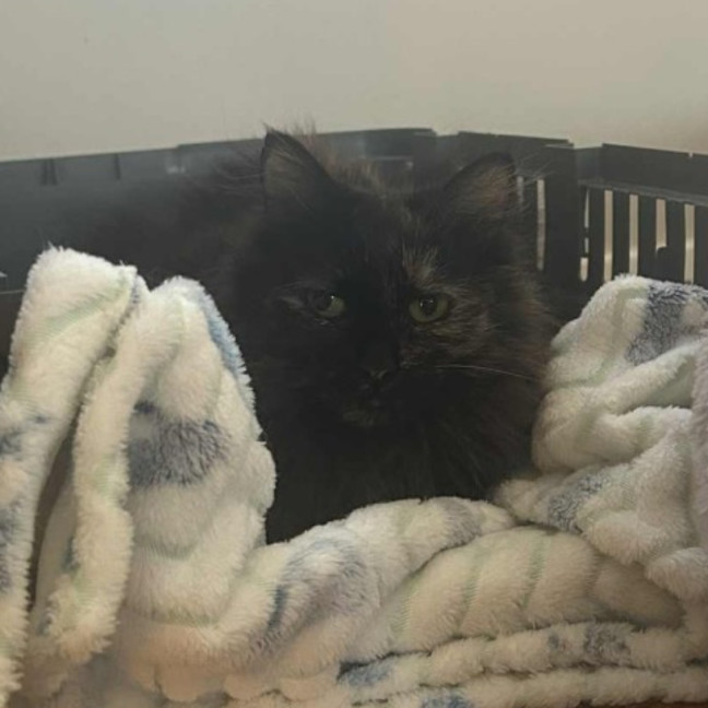 Photo of Mariska And Antoni ❣️❣️