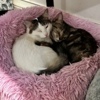 Photo of Sushi And Shibuya 