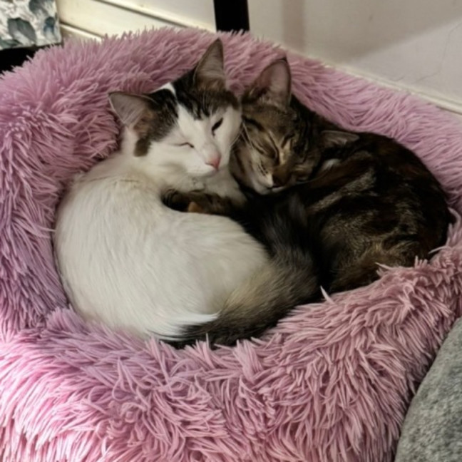 Photo of Sushi And Shibuya 