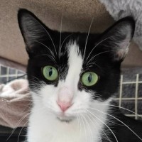 Photo of Elin ** 2nd Chance Cat Rescue *