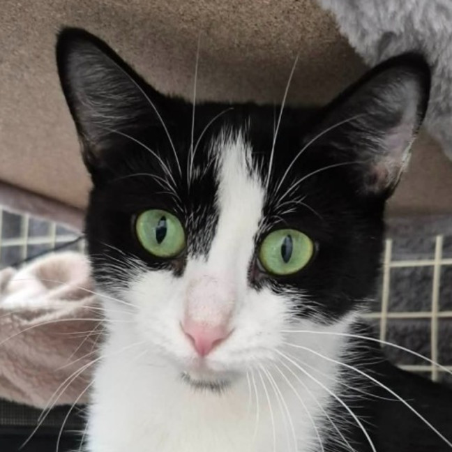 Photo of Elin ** 2nd Chance Cat Rescue *