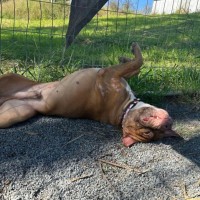 Photo of Diesel 