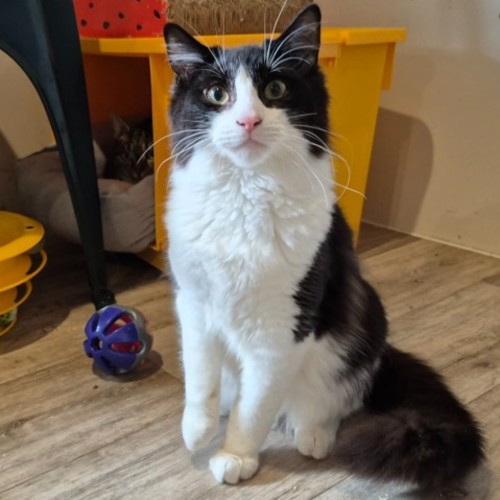 Honey Pie ** 2nd Chance Cat Rescue ** - Domestic Long Hair (DLH) Cat