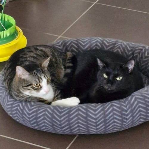 Huey and Louey  - Domestic Short Hair Cat