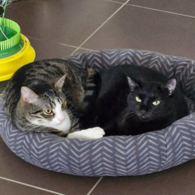 Photo of Huey And Louey 