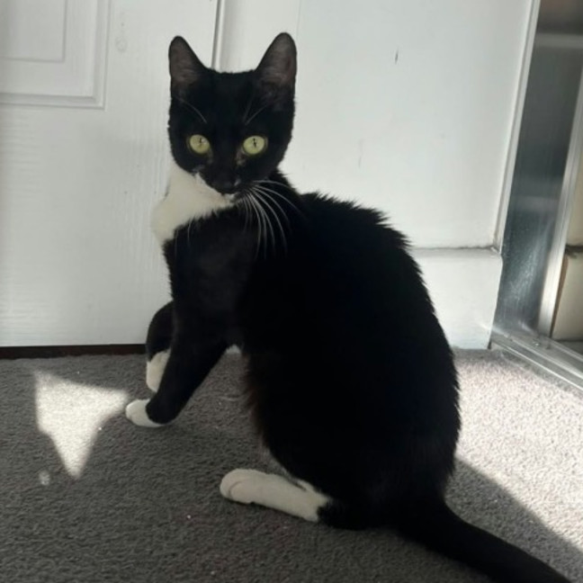 Photo of Squidette