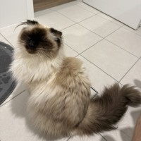 Photo of Ash