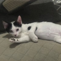 Photo of Parker 🧡💙