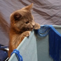 Photo of Neutron
