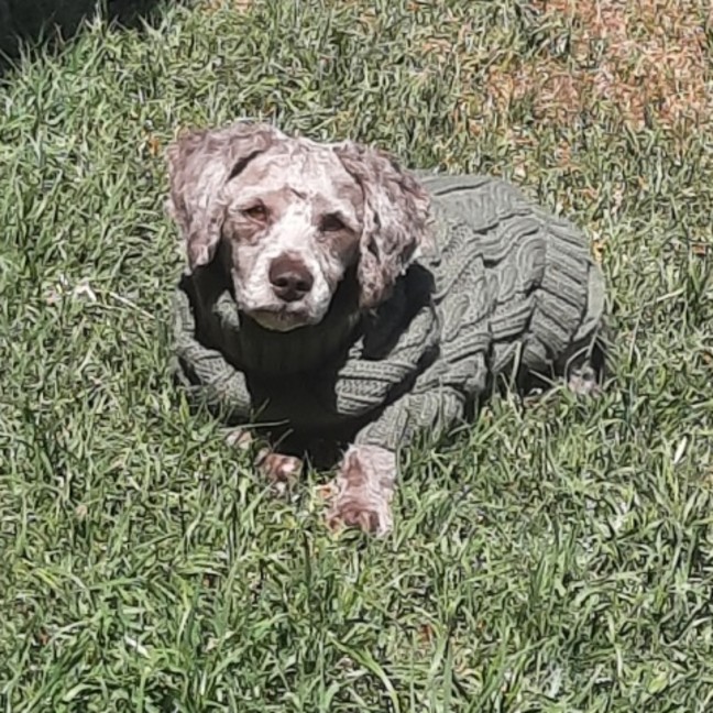Photo of Teddy