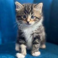 Photo of 🍀 Paddy 🍀