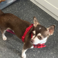Photo of Pip