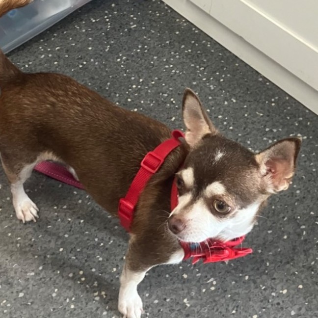 Photo of Pip