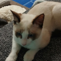 Photo of Possum