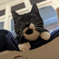 Photo of Ringo