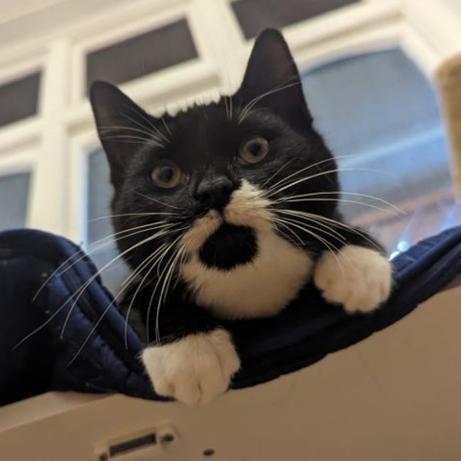 Photo of Ringo