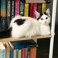Photo of Meeko