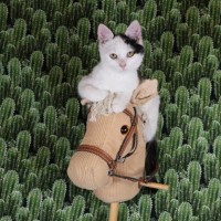Photo of Calamity Jane