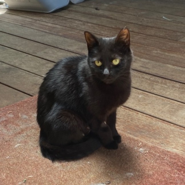 Photo of $100 🐾 Rose