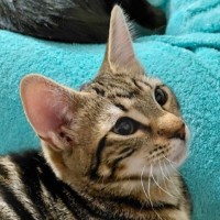 Photo of Misha