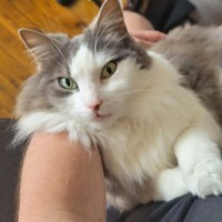 Photo of Sully   In Foster Care In Doncaster