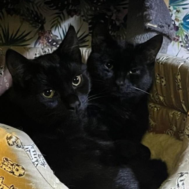 Photo of Prada & Vadar