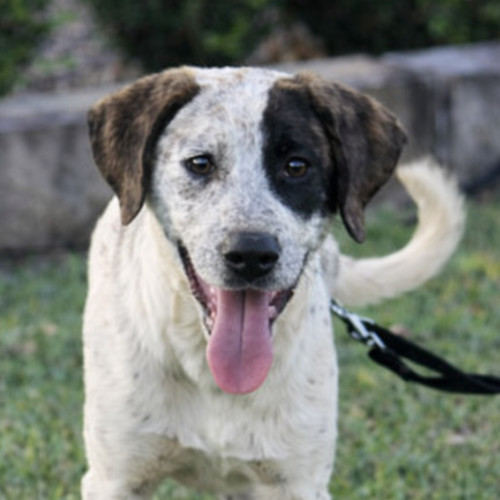 Sofia - Maremma Sheepdog
