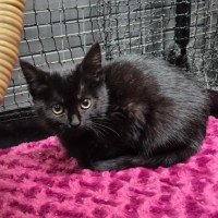 Photo of Chestnut ** 2nd Chance Cat Rescue **