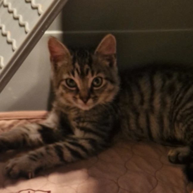 Photo of Berlioz 
