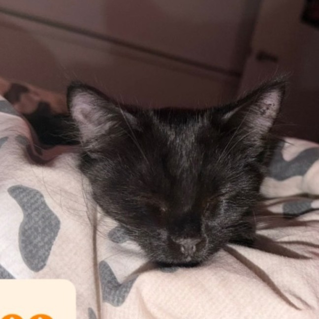 Photo of Oreo