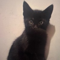 Photo of Nyx Meet Me@Petstock Hastings Store