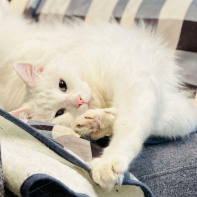 Photo of Alaska   Located In Preston