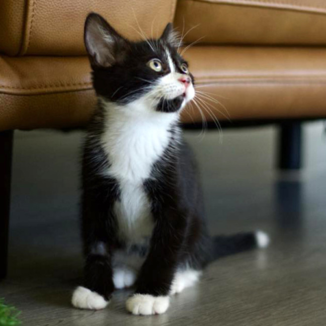 Photo of 💚 Louie 💚